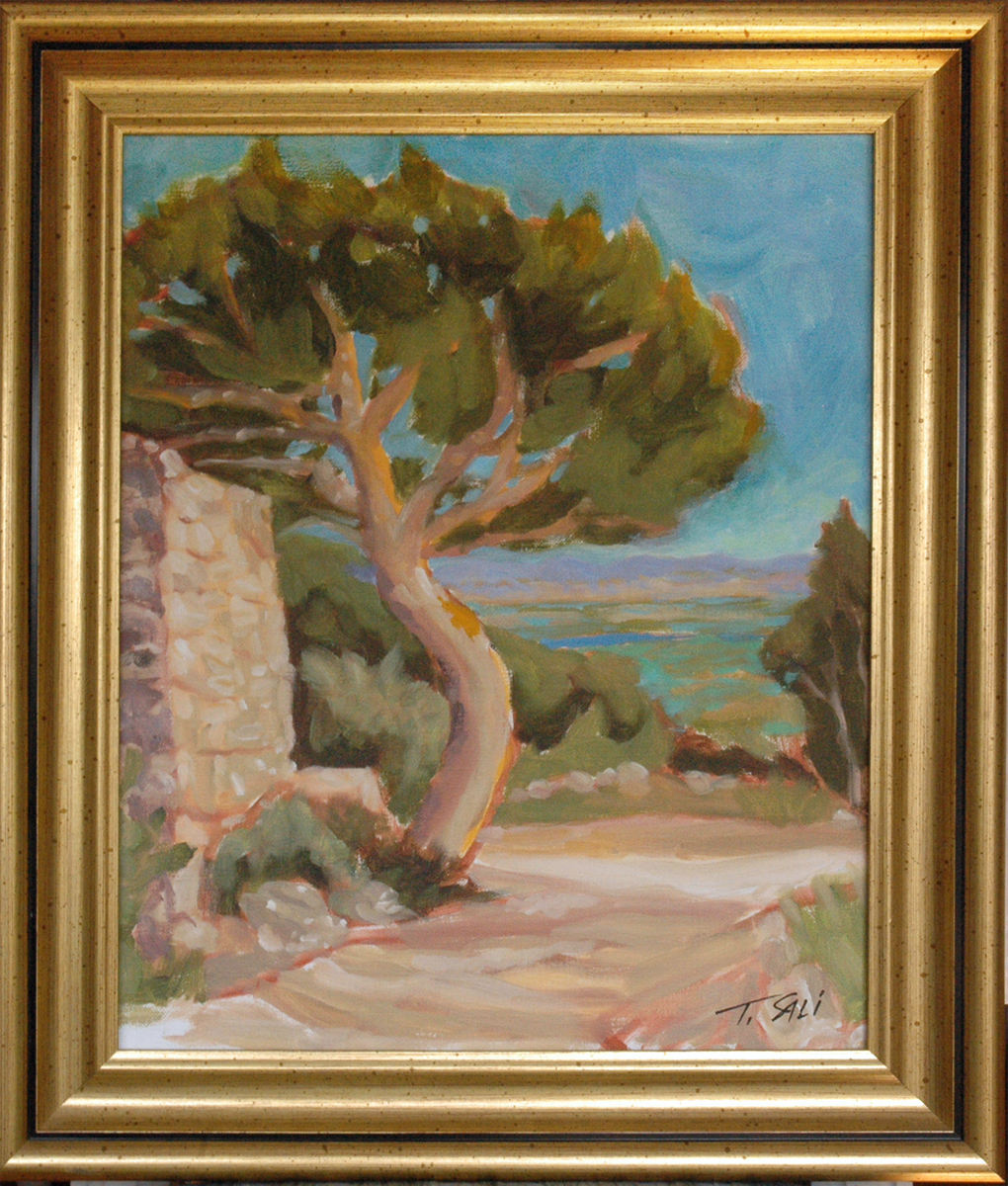 Pine tree overlooking Provence, Un pin qui surplombe la Provence